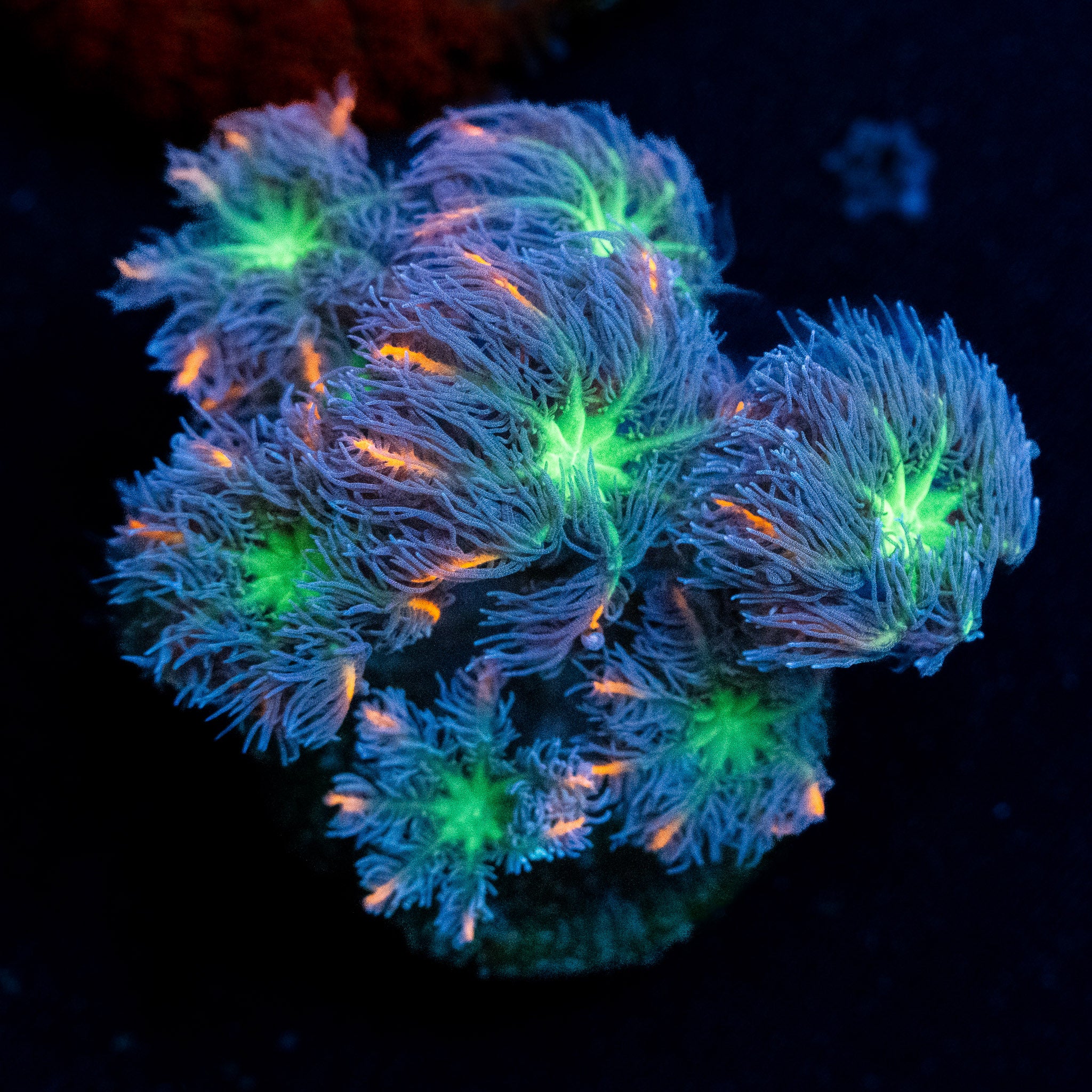 Rainbow Clove Polyps