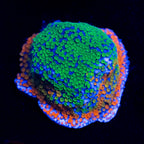 Rainbow Monti