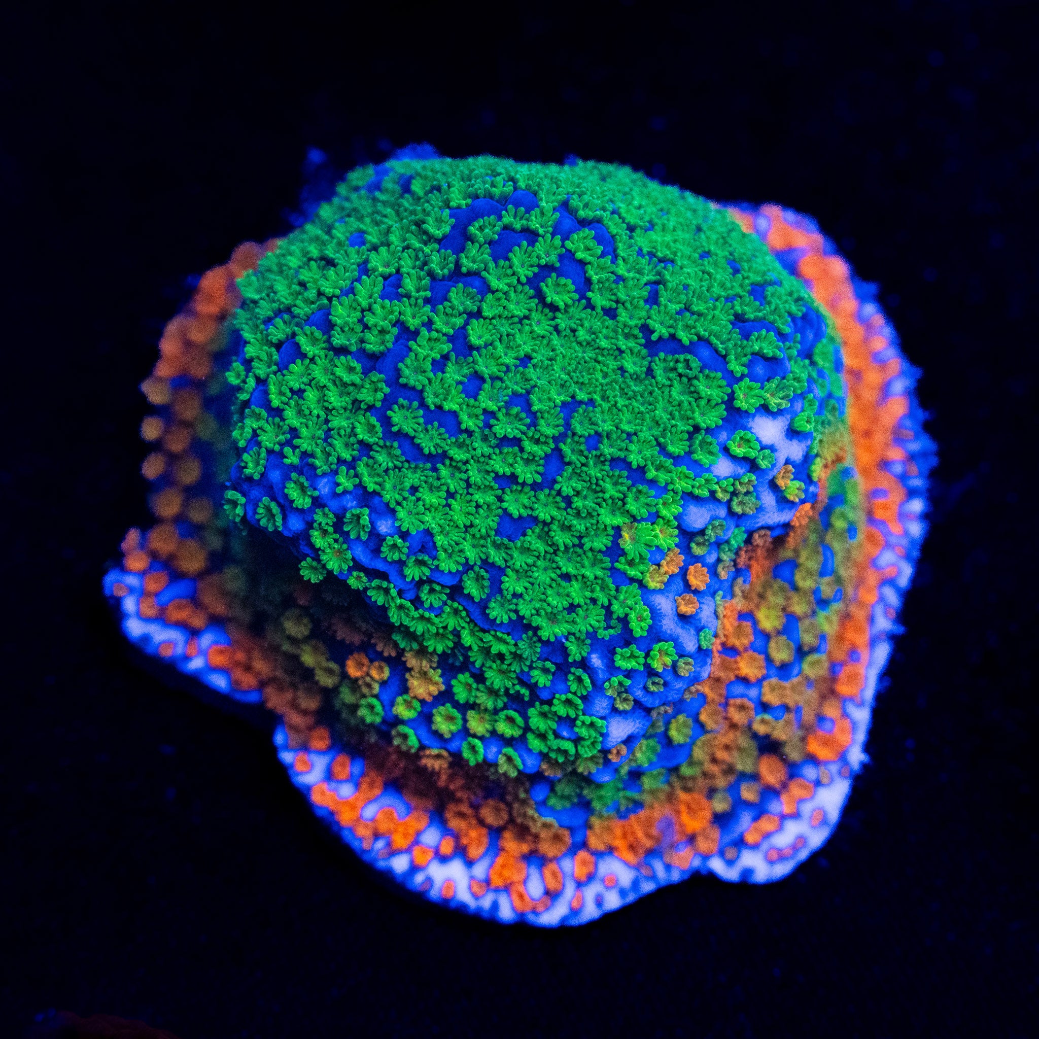 Rainbow Monti
