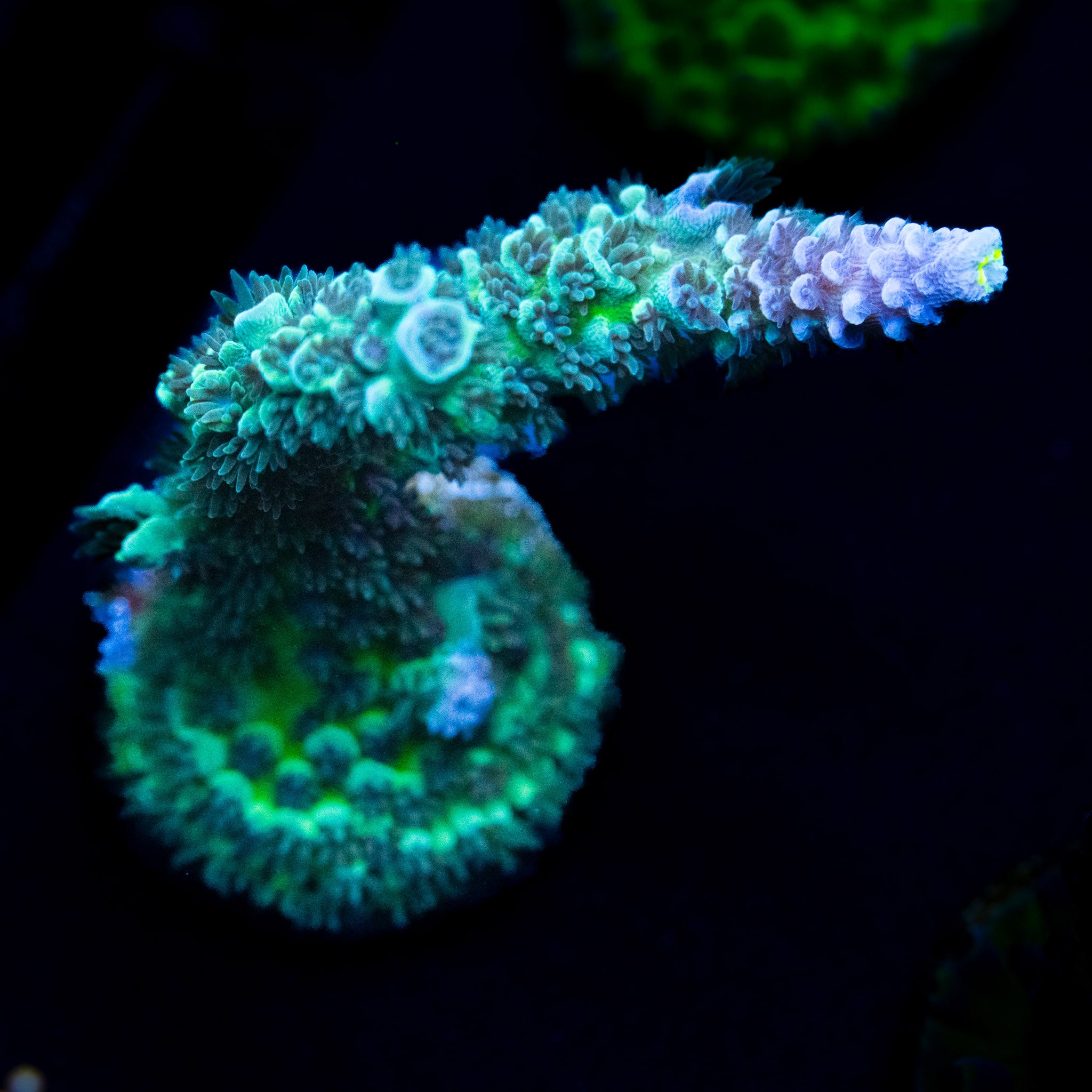 Shaggy Acro