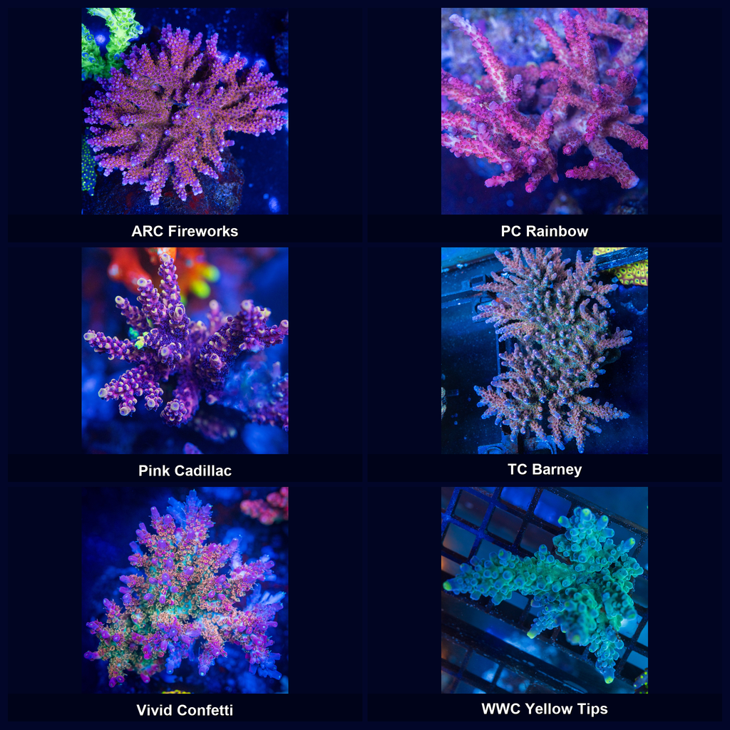 Mother colonies of the six Acropora strains included in the Tank-Ready SPS Pack