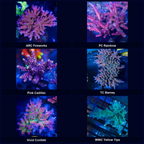Mother colonies of the six Acropora strains included in the Tank-Ready SPS Pack