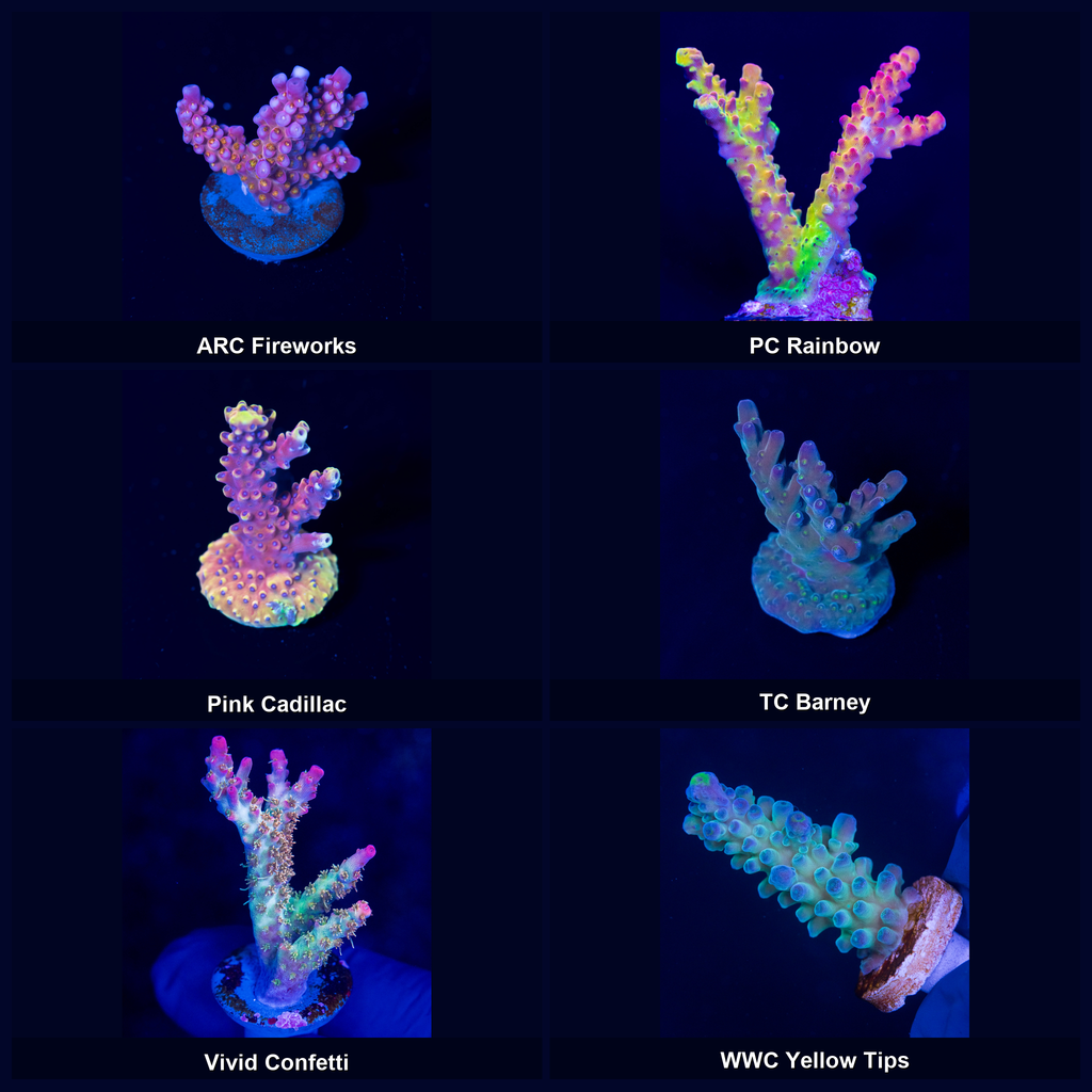 Six representative farm-grown Acropora frags included in the Tank-Ready SPS Pack