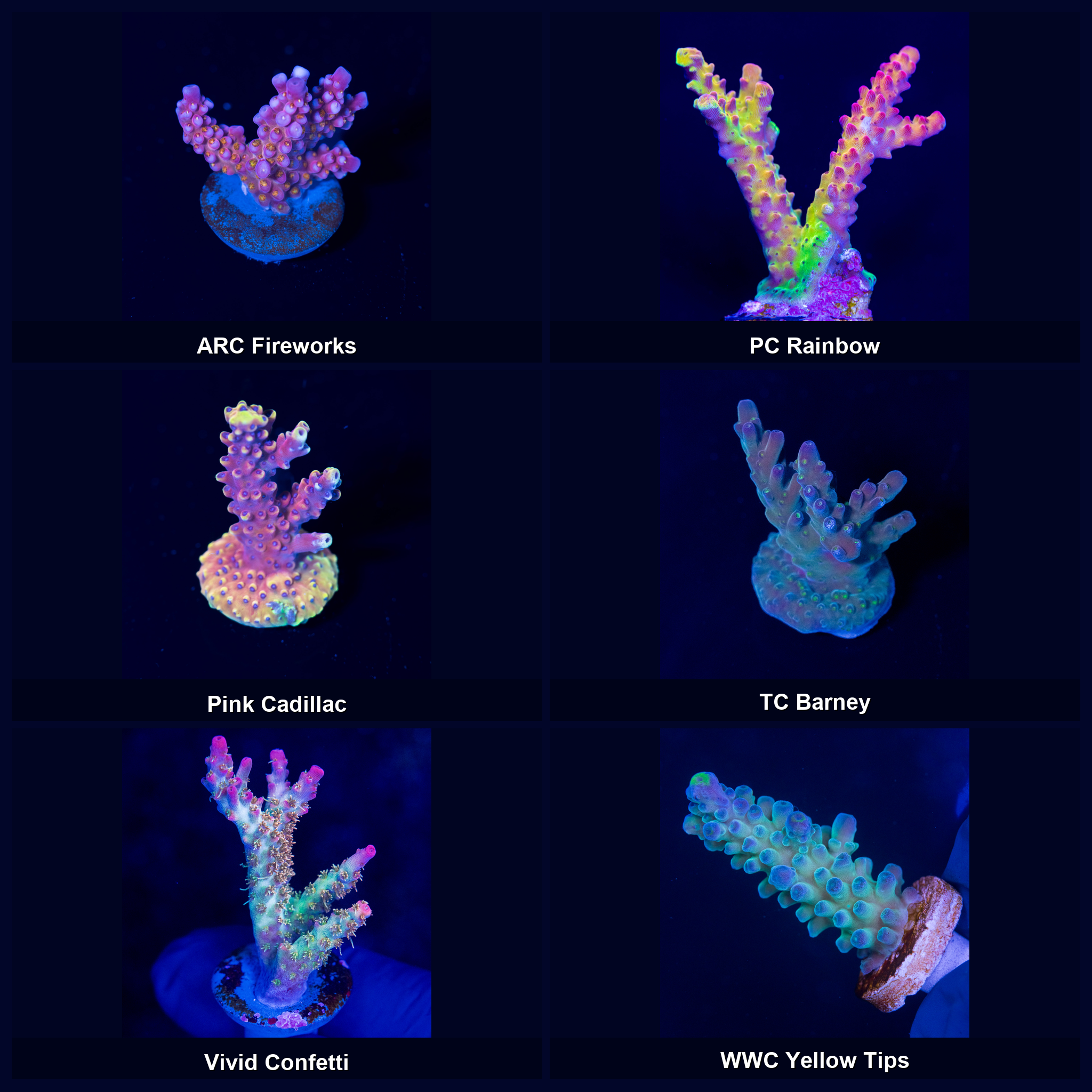 TC Tank-Ready SPS Pack — 6 Farm-Grown Frags