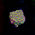 Spicy Lemon Favia