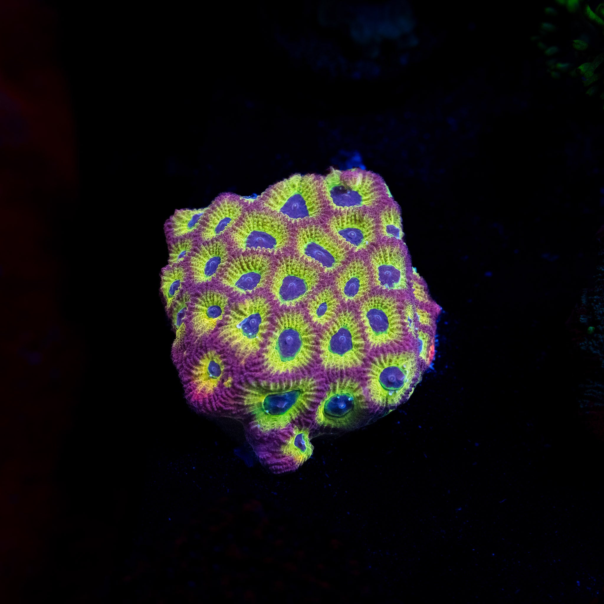 Spicy Lemon Favia