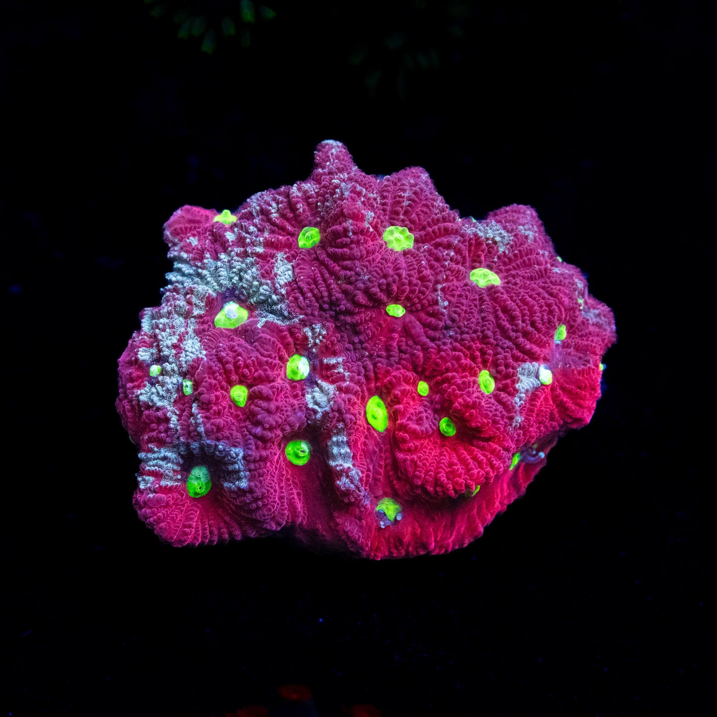 War Coral