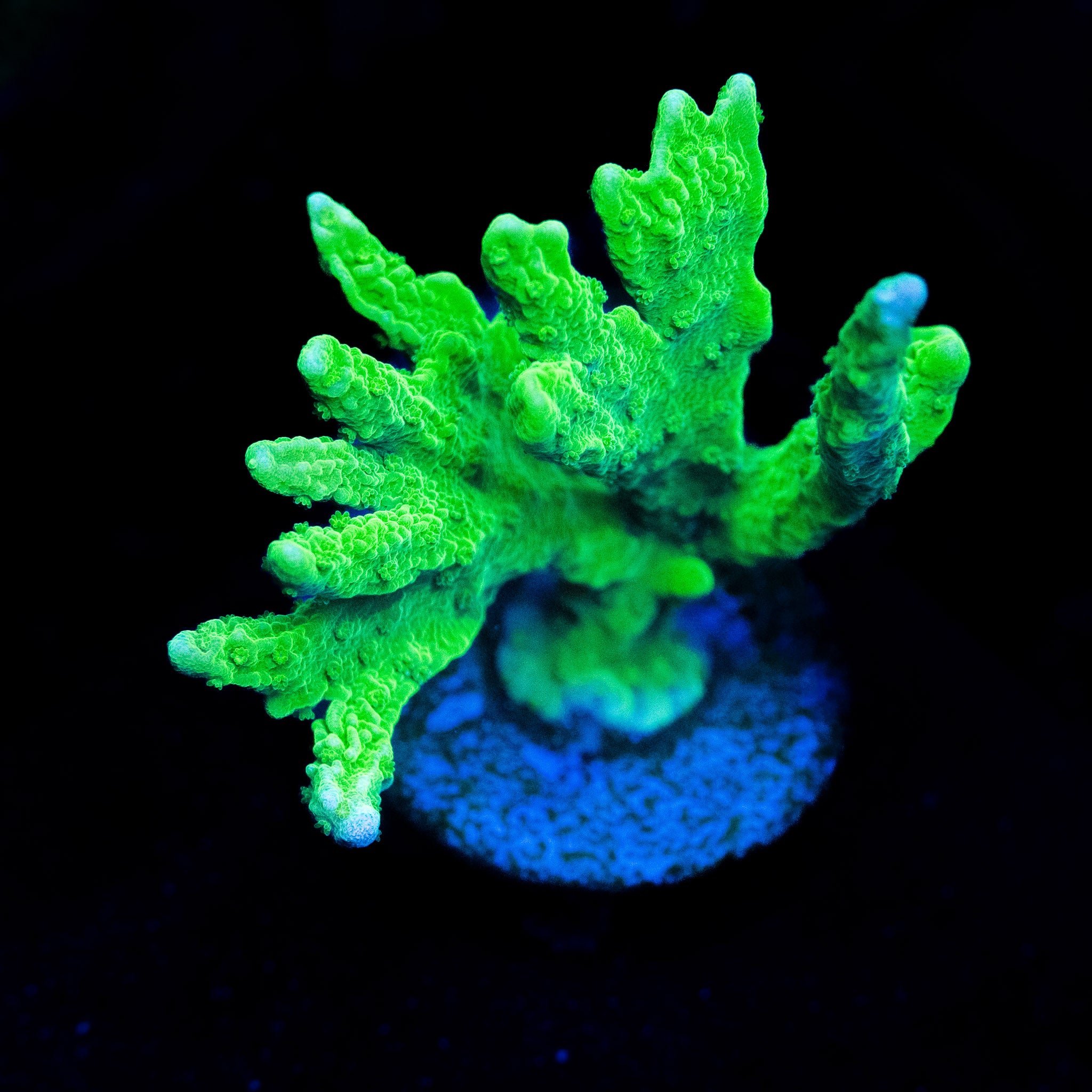 Yellow Elkhorn