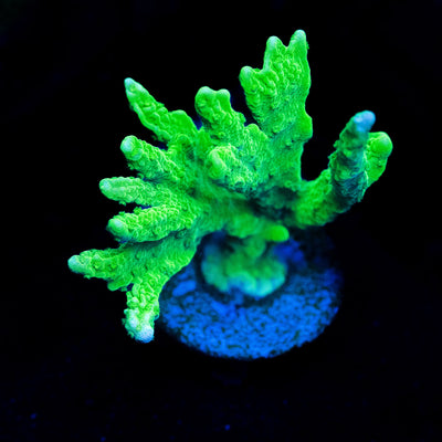 Yellow Hirsuta