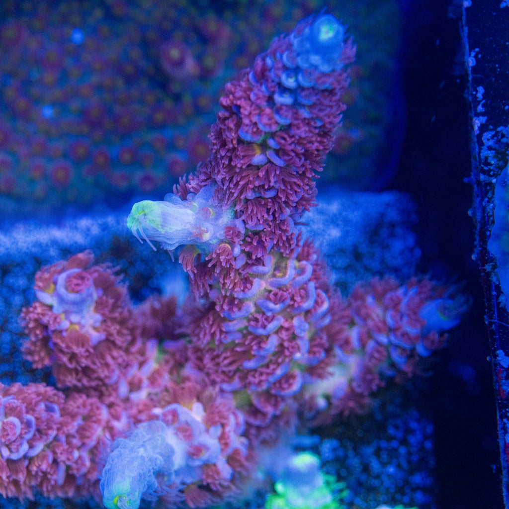 Angry Birds Acropora with pink-red polyps, blue-lavender corallite rims, and yellow-green accents