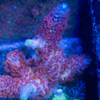 Angry Birds Acropora with pink-red polyps, blue-lavender corallite rims, and yellow-green accents