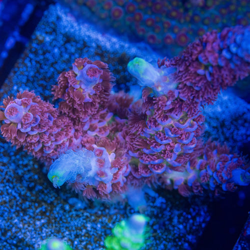 Angry Birds Acropora with pink-red polyps, blue-lavender corallite rims, and yellow-green accents