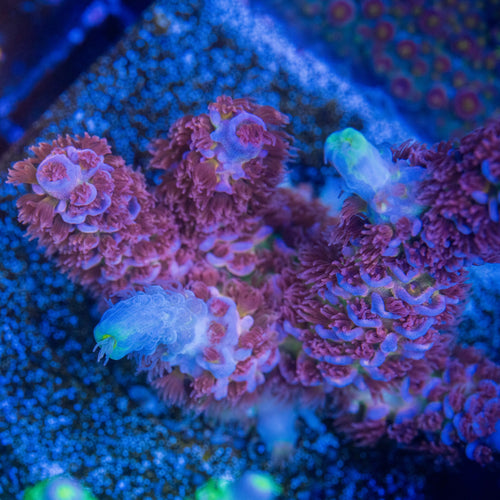 Angry Birds Acropora with pink-red polyps, blue-lavender corallite rims, and yellow-green accents