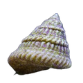 Astrea Snail