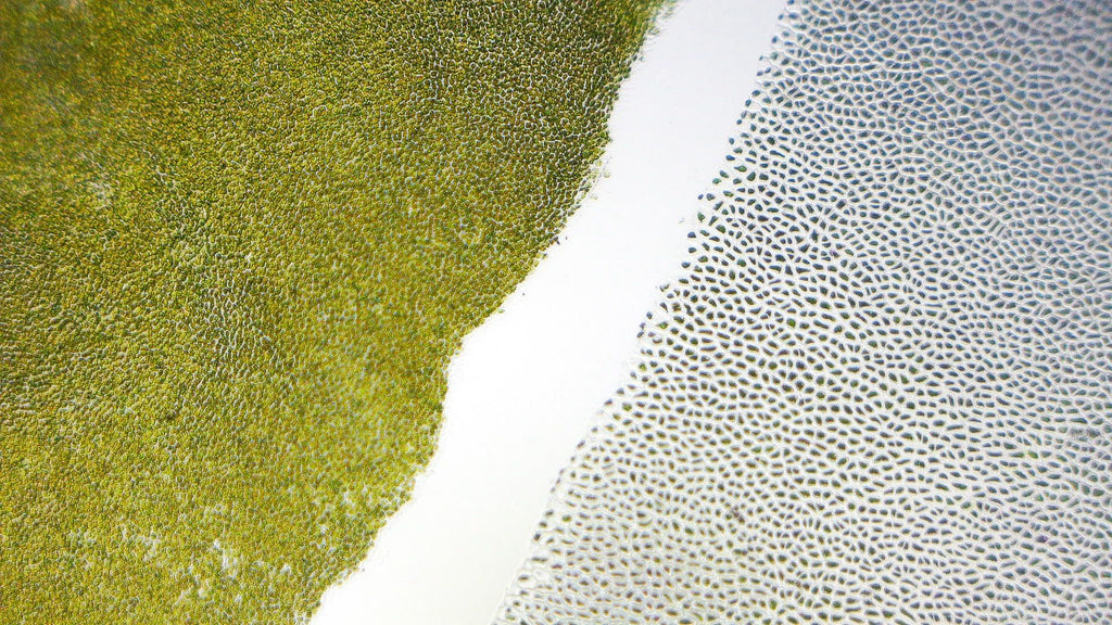 Magnified view of Atoll dual blended nori
