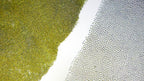 Magnified view of Atoll dual blended nori
