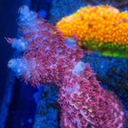 Cherry Bomb Acropora with dense cherry-pink polyps, pale blue-lavender branches, and yellow-green corallite centers