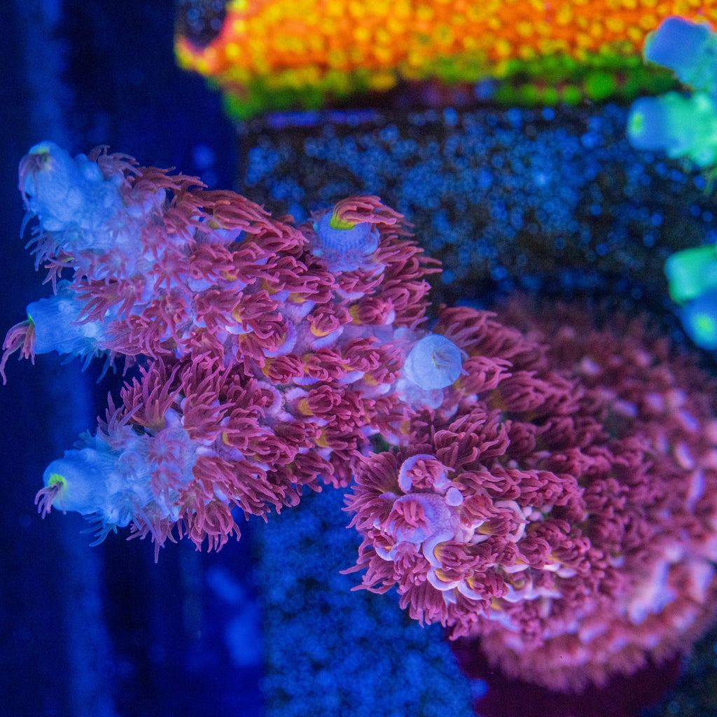 Cherry Bomb Acropora with dense cherry-pink polyps, pale blue-lavender branches, and yellow-green corallite centers