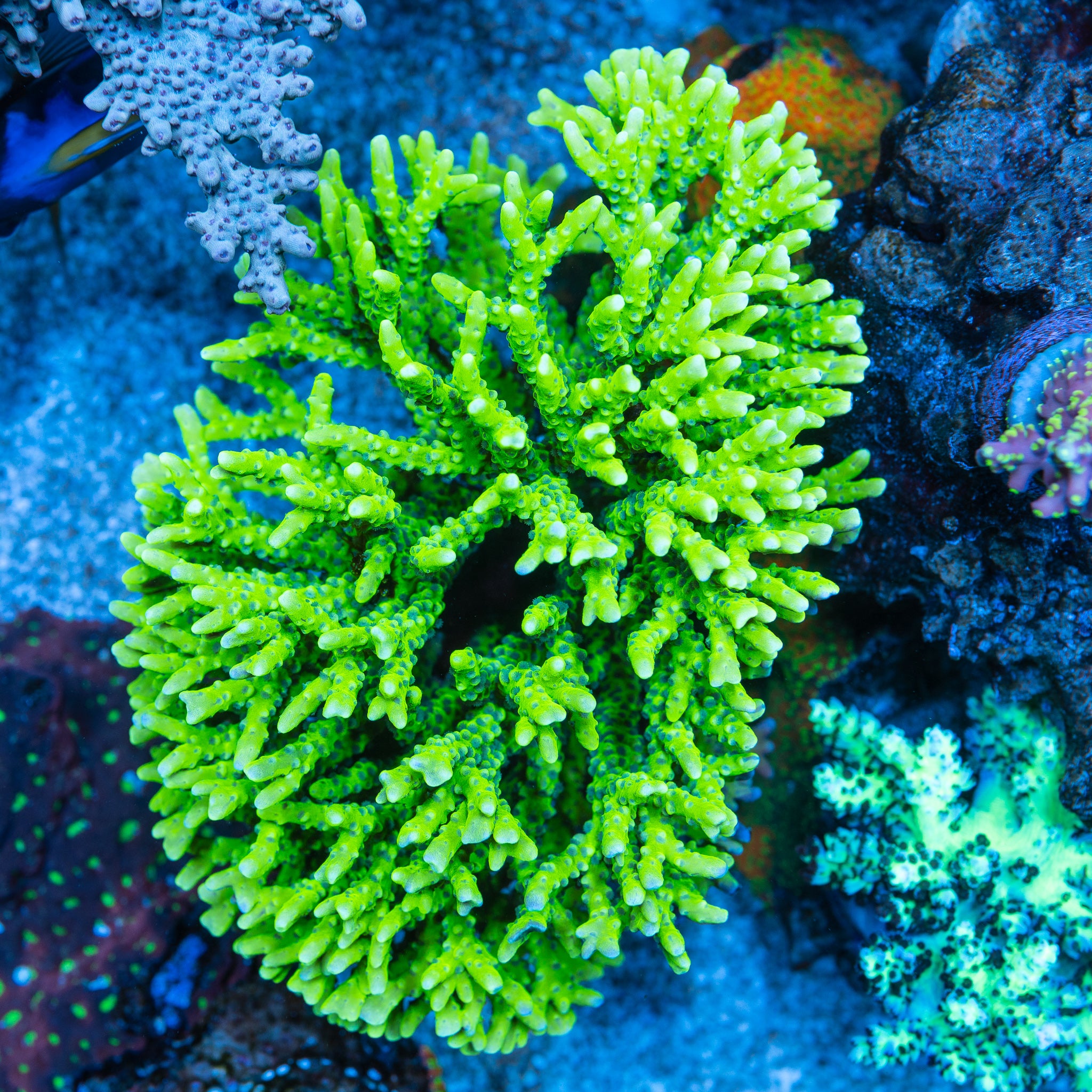 Green Goblin Anacropora
