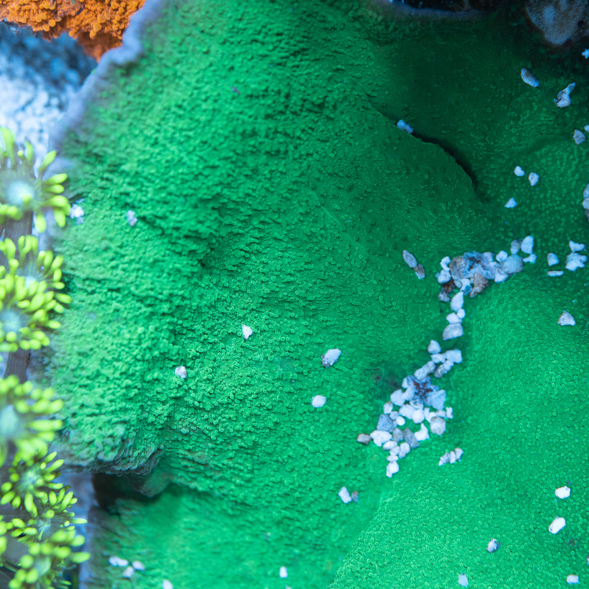Green Plating Monti – Treasure Corals