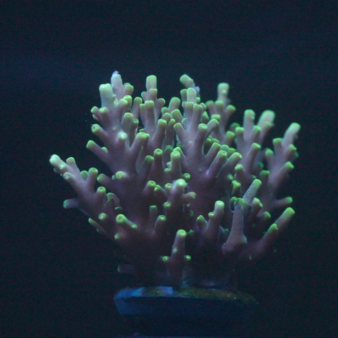 Needle In The Haystack Acro – Treasure Corals