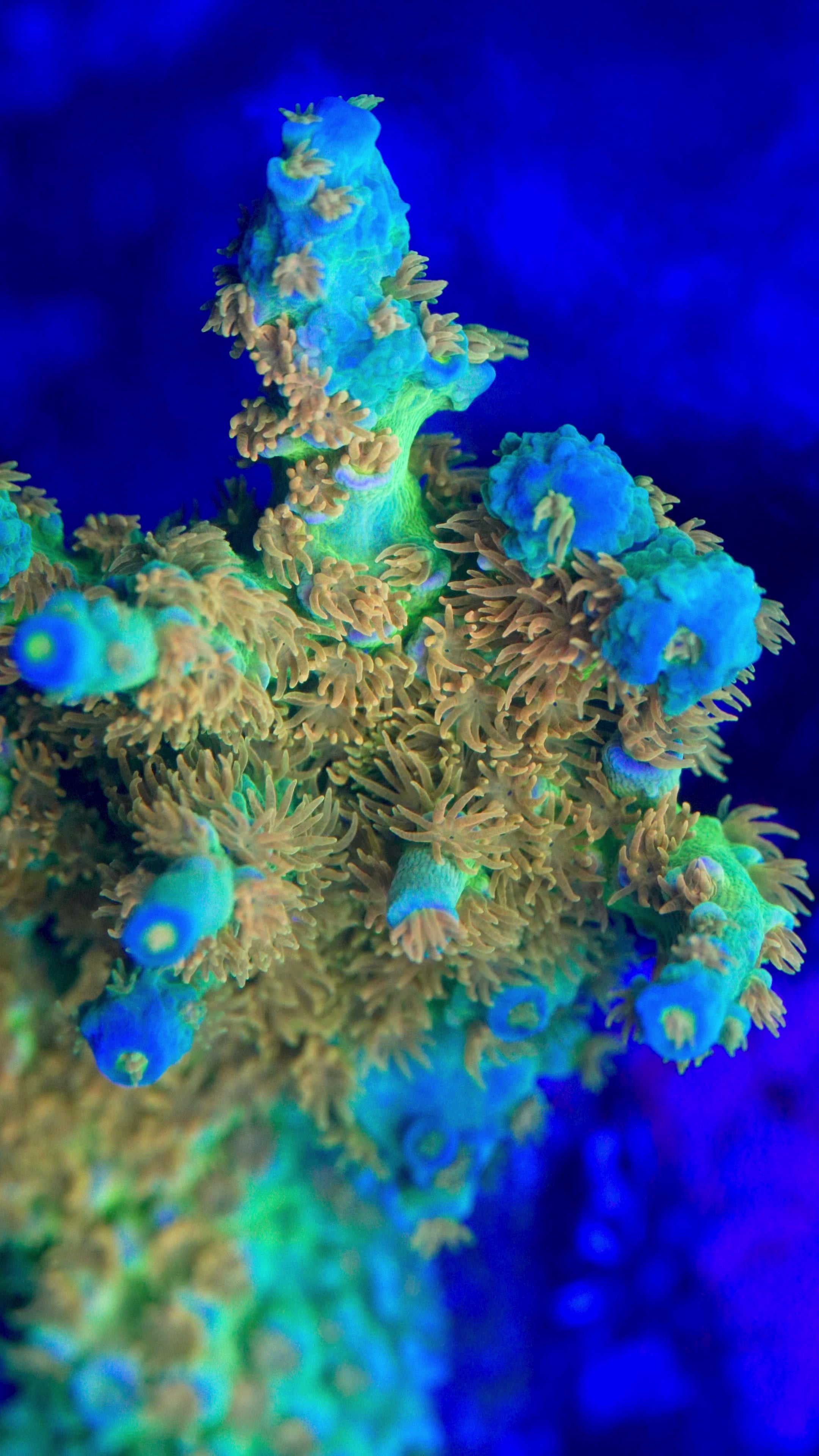 Coming Soon – Treasure Corals
