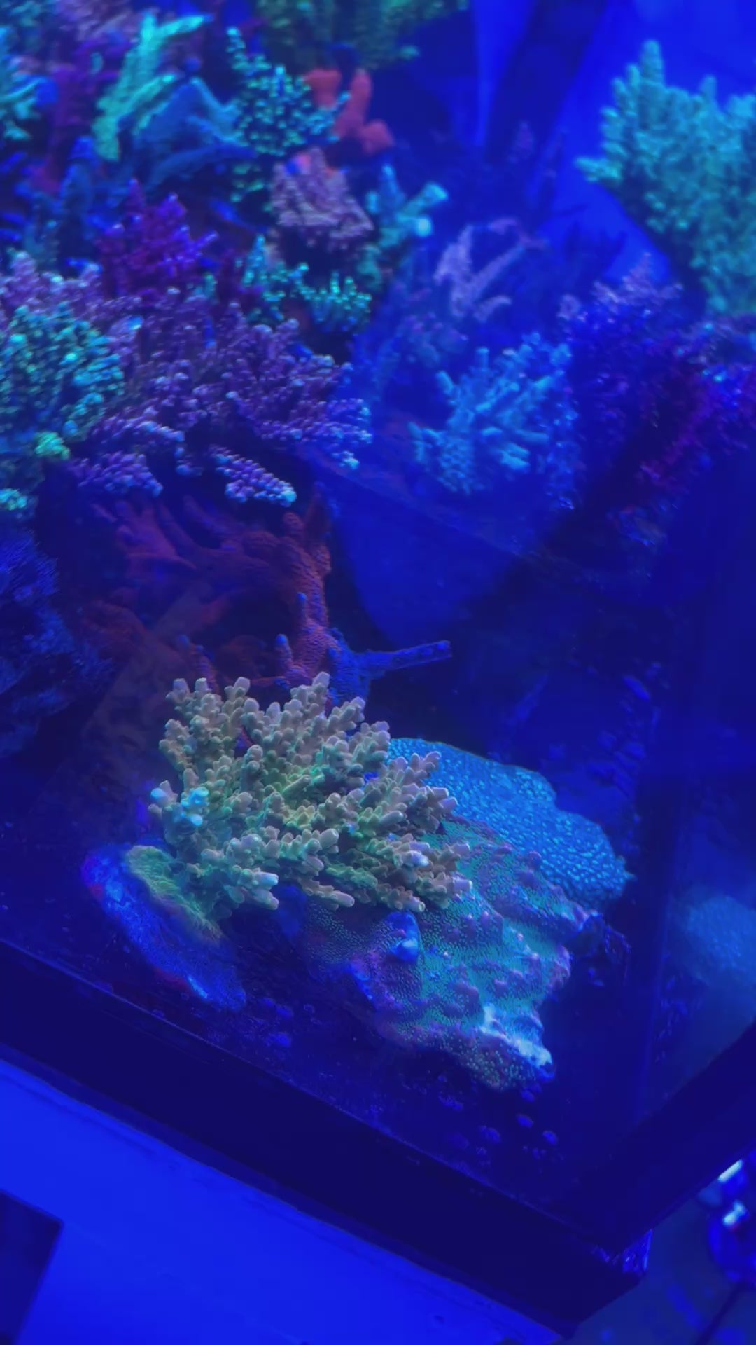 Golden Jawdropper WYSIWYG #1 colony in the foreground on its grow-out rock under blue aquarium lighting