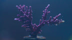 Red Dragon Acro