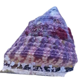 Trochus Snail