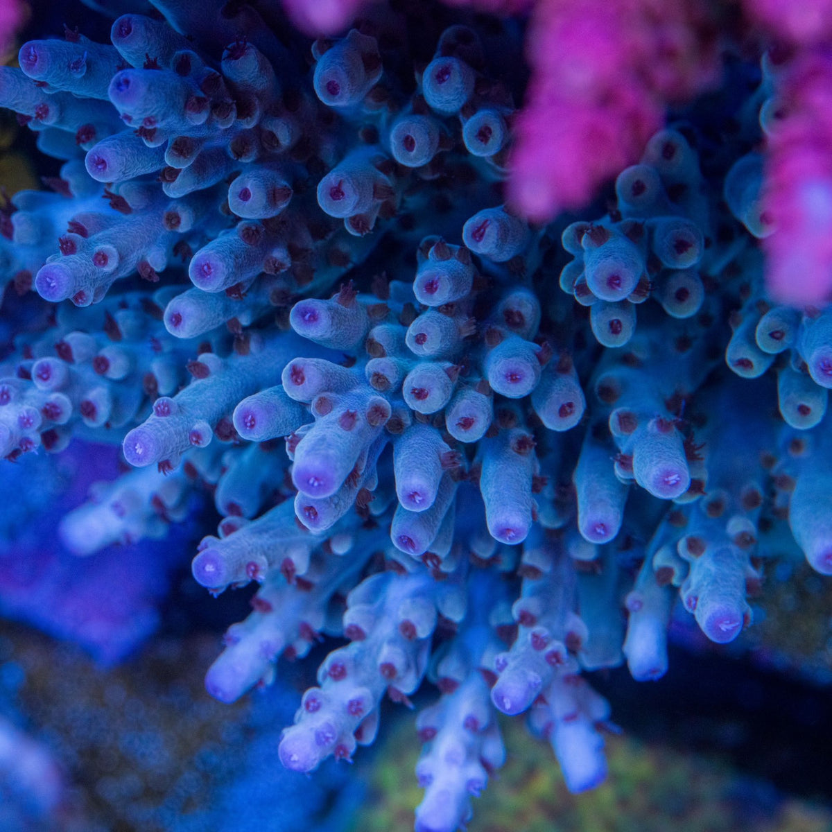RR Shazam Acropora with powder-blue branches, lavender-violet tips, and maroon-red polyps