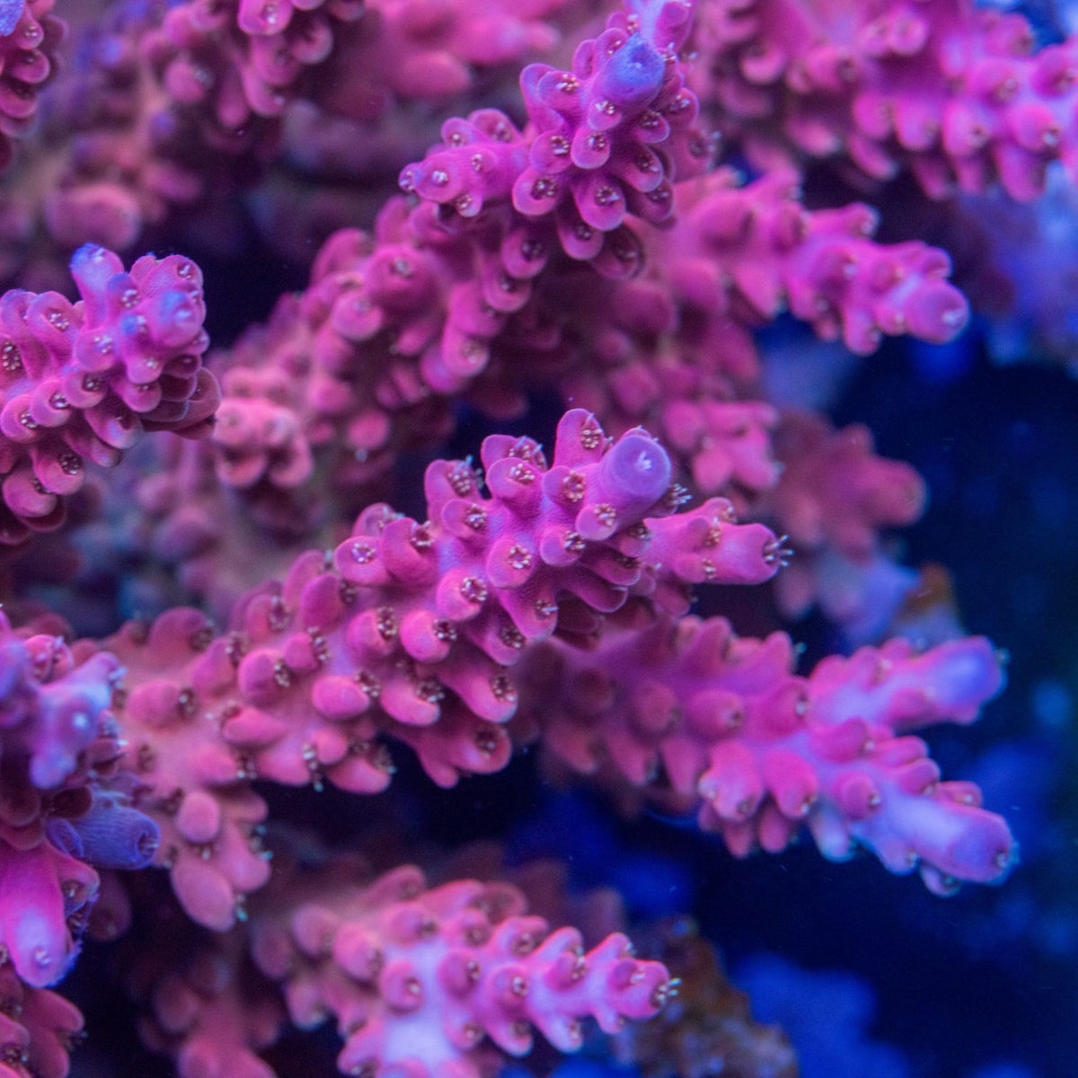 TC Afterburner Acropora with hot pink branches, lavender-violet tips, and small gold polyps