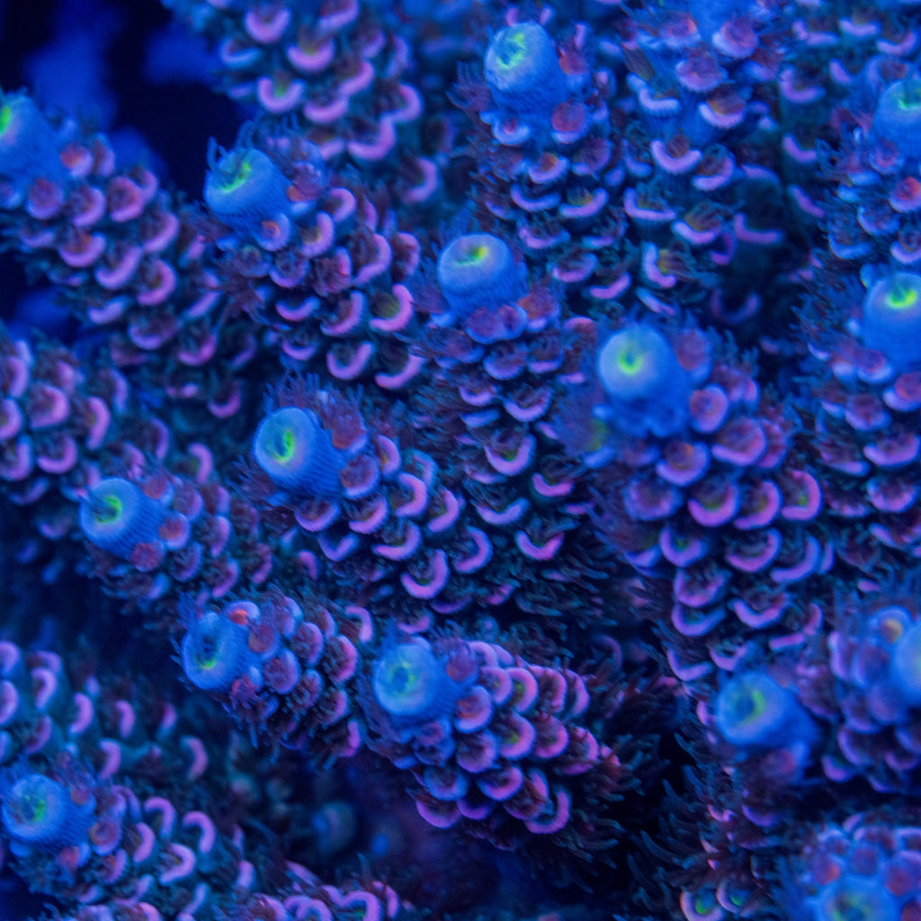 TC Cheshire Cat Acropora tenuis colony with pink-purple corallite rims, blue-lavender tips, and lime-green centers