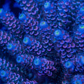 TC Cheshire Cat Acropora tenuis colony with pink-purple corallite rims, blue-lavender tips, and lime-green centers
