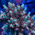 TC Sideshow Bob Acropora colony with turquoise branches, maroon-red polyps, and pale lime tips