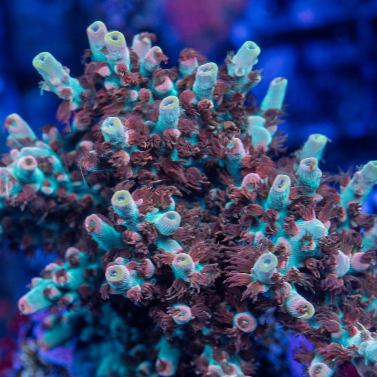 TC Sideshow Bob Acropora colony with turquoise branches, maroon-red polyps, and pale lime tips