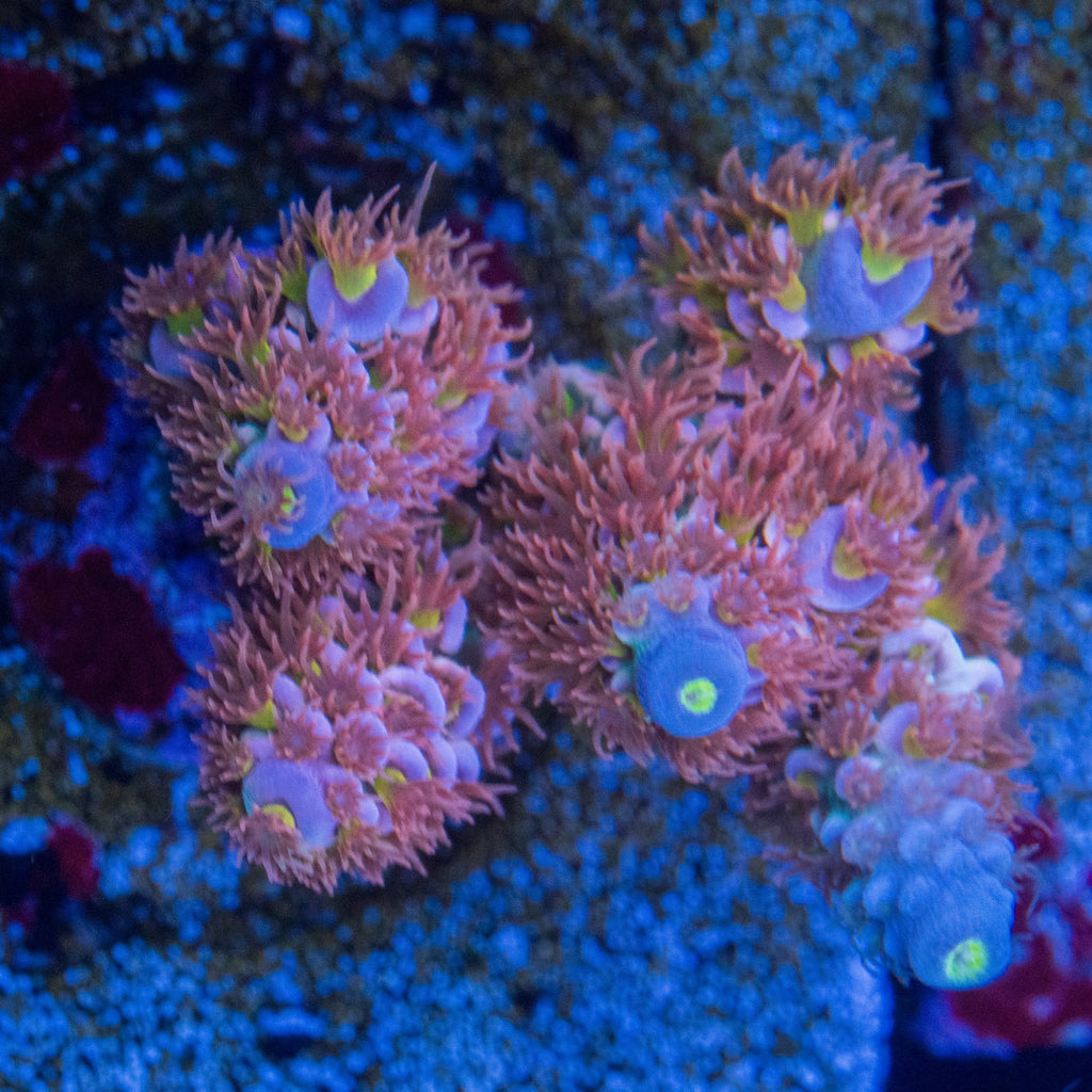 TGC Gravedigger Acropora with blue-lavender corallites, lime-yellow centers, and dense pink polyps