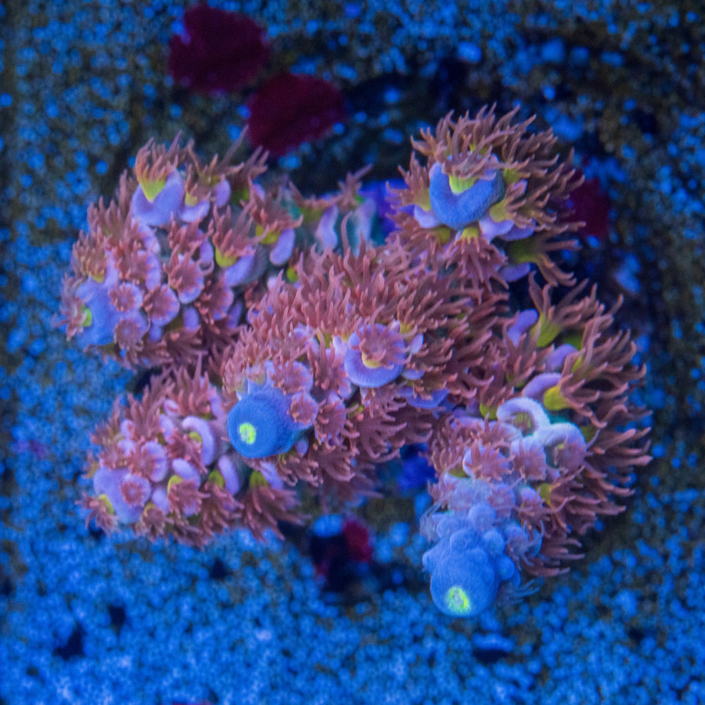 TGC Gravedigger Acropora with blue-lavender corallites, lime-yellow centers, and dense pink polyps