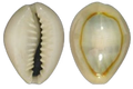 Gold Ring Cowrie