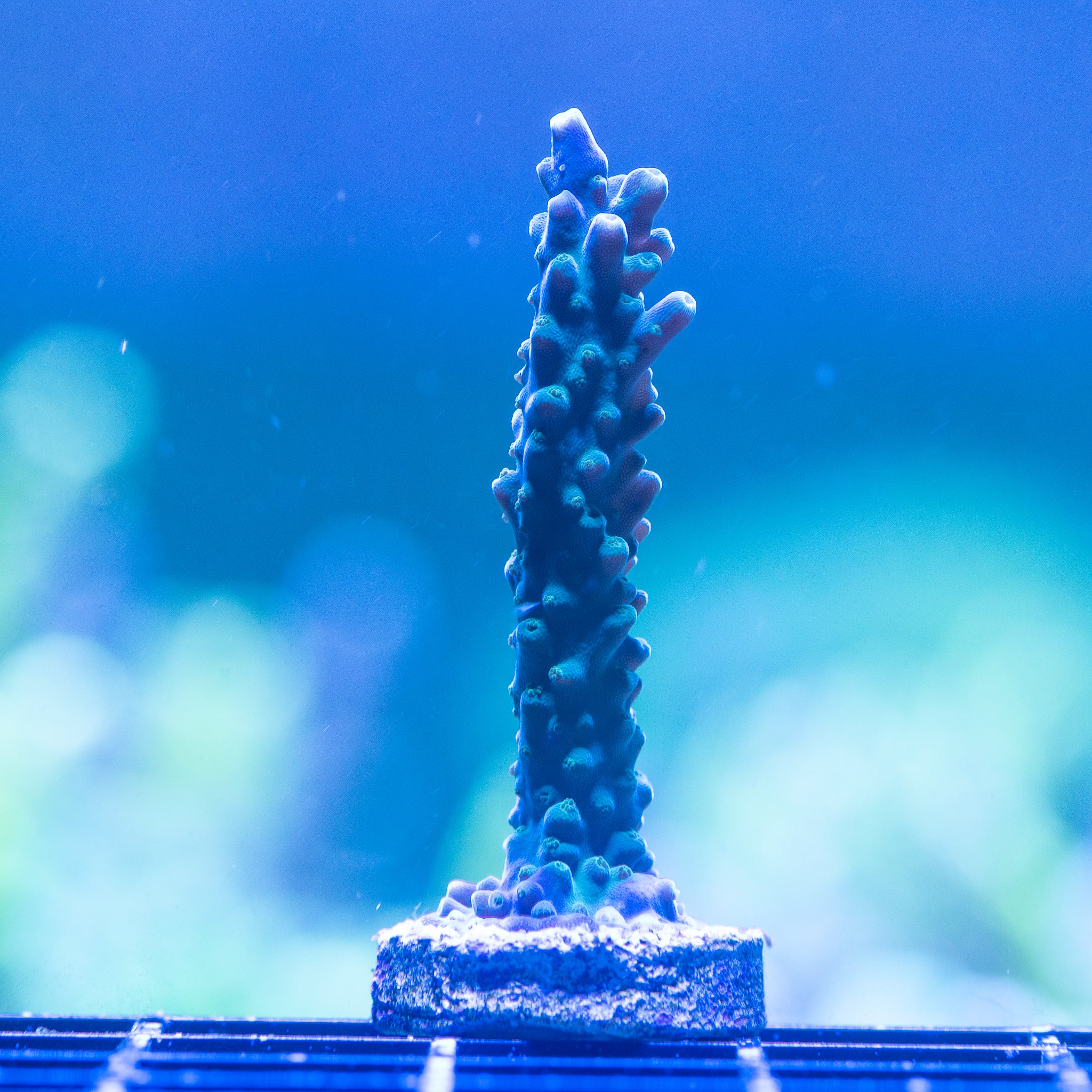 Tricolor Valida – Treasure Corals