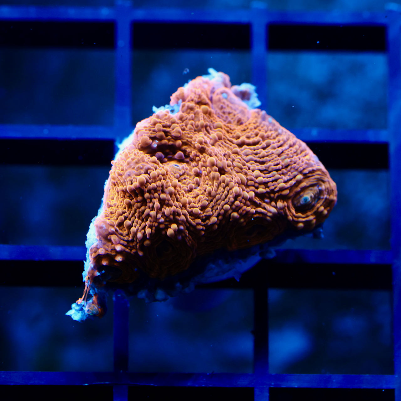 Orange Acan