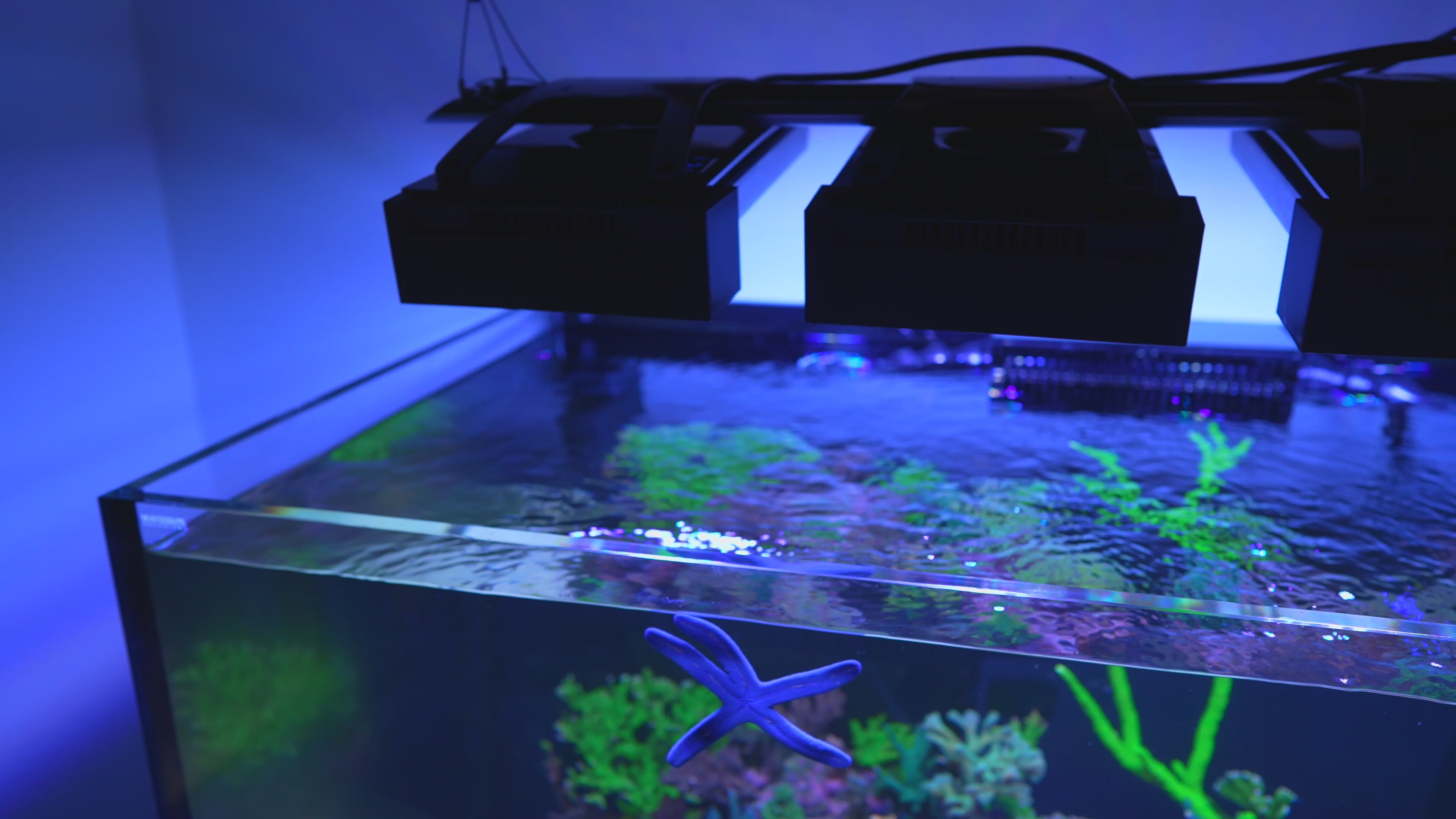 Radion best sale aquarium lights