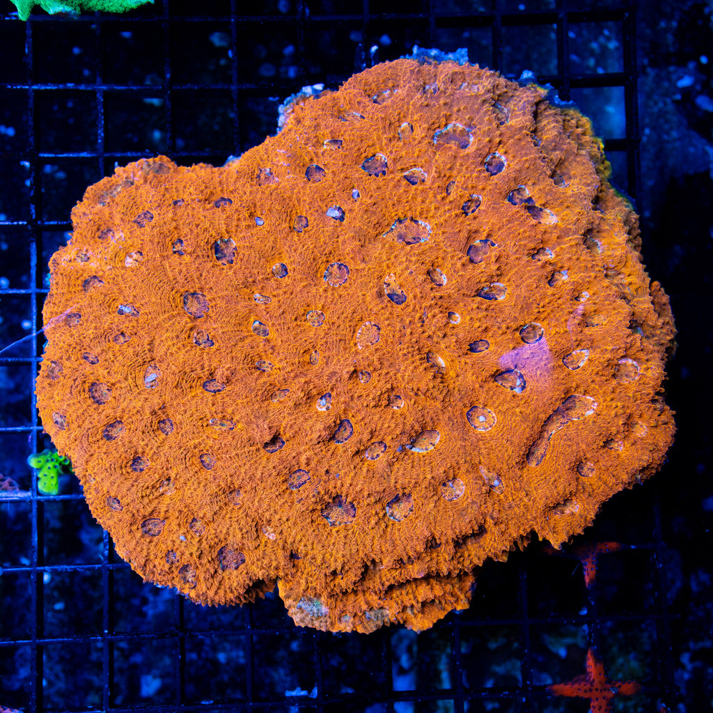 Orange Acan