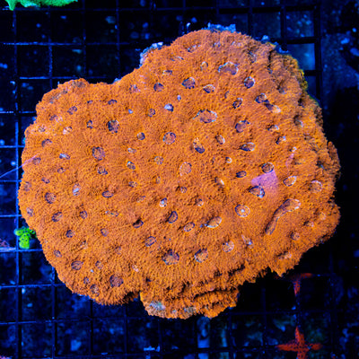 Orange Acan