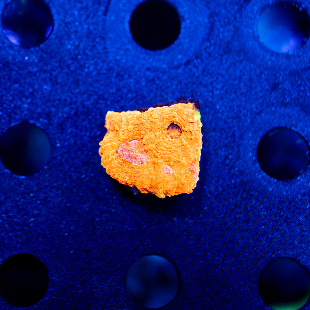 Orange Acan