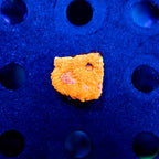 Orange Acan